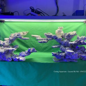 MÃ 62 - LAYOUT CÁ BIỂN BỂ 150CM - ROYALAQUA