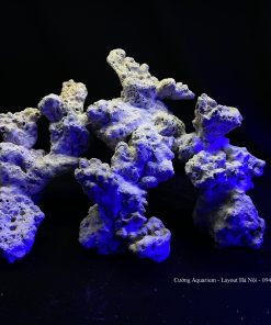 MÃ 79 - LAYOUT CÁ BIỂN BỂ 60CM - ROYALAQUA