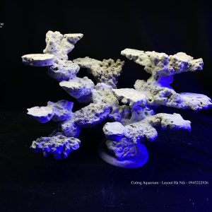 MÃ 80 - LAYOUT CÁ CẢNH BIỂN BỂ 50CM - ROYALAQUA