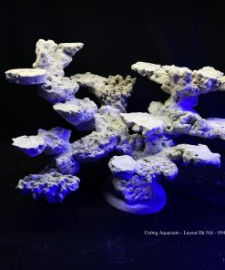 MÃ 80 - LAYOUT CÁ CẢNH BIỂN BỂ 50CM - ROYALAQUA