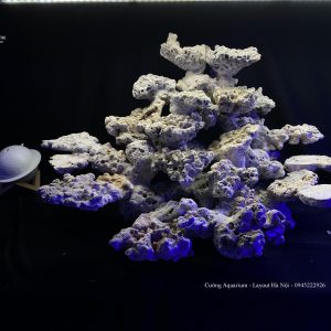 MÃ 82 - LAYOUT CÁ CẢNH BIỂN BỂ 3 MẶT 60CM - ROYALAQUA