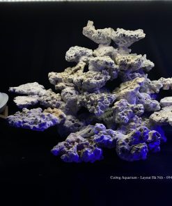 MÃ 82 - LAYOUT CÁ CẢNH BIỂN BỂ 3 MẶT 60CM - ROYALAQUA