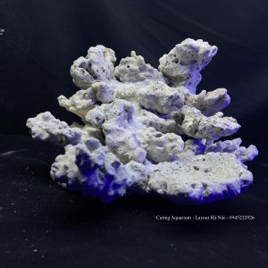 MÃ 84 - LAYOUT CÁ BIỂN BỂ 50CM - ROYALAQUA