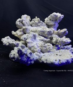 MÃ 84 - LAYOUT CÁ BIỂN BỂ 50CM - ROYALAQUA