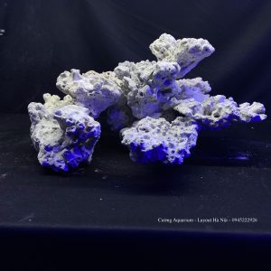 MÃ 85 - LAYOUT CÁ CẢNH BIỂN BỂ 50CM - ROYALAQUA