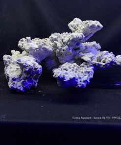 MÃ 85 - LAYOUT CÁ CẢNH BIỂN BỂ 50CM - ROYALAQUA