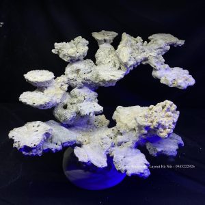 MÃ 86 - LAYOUT CÁ BIỂN BỂ 50CM - ROYALAQUA