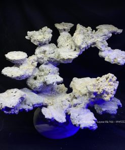 MÃ 86 - LAYOUT CÁ BIỂN BỂ 50CM - ROYALAQUA