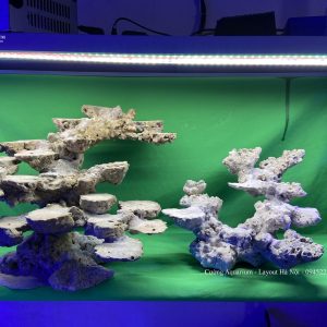 MÃ 63 - LAYOUT CÁ BIỂN BỂ 120CM - ROYALAQUA