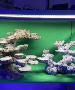 MÃ 63 - LAYOUT CÁ BIỂN BỂ 120CM - ROYALAQUA