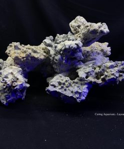 MÃ 88 - LAYOUT CÁ CẢNH BIỂN BỂ 50CM - ROYALAQUA