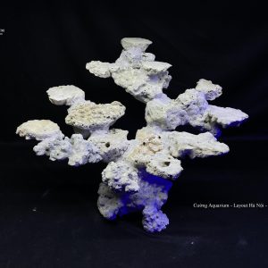 MÃ 90 - LAYOUT CÁ BIỂN BỂ 50CM - ROYALAQUA