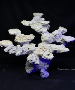 MÃ 90 - LAYOUT CÁ BIỂN BỂ 50CM - ROYALAQUA