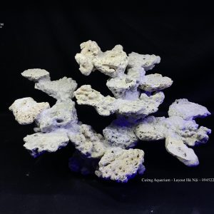 MÃ 91 - LAYOUT CÁ BIỂN BỂ 50 CM - ROYALAQUA