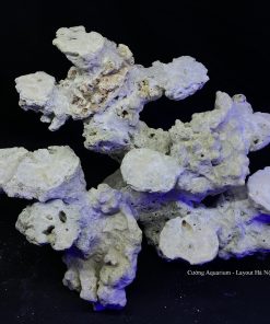 MÃ 92 - LAYOUT CÁ BIỂN BỂ 45CM - ROYALAQUA