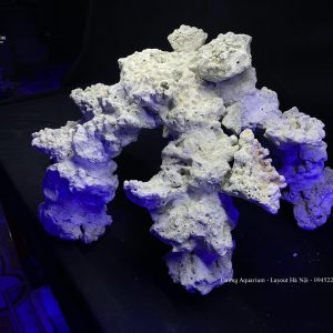 MÃ 95 - LAYOUT CÁ CẢNH BIỂN BỂ CUBIC 60CM - ROYALAQUA