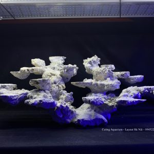 MÃ 96 - LAYOUT CÁ BIỂN BỂ 80CM - ROYALAQUA