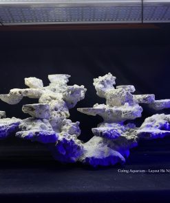 MÃ 96 - LAYOUT CÁ BIỂN BỂ 80CM - ROYALAQUA