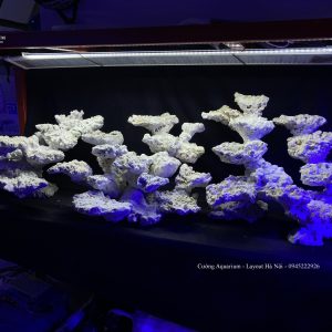 MÃ 98 - LAYOUT CÁ BIỂN TỰ NHIÊN BỂ 200CM - ROYALAQUA