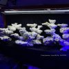 MÃ 98 - LAYOUT CÁ BIỂN TỰ NHIÊN BỂ 200CM - ROYALAQUA
