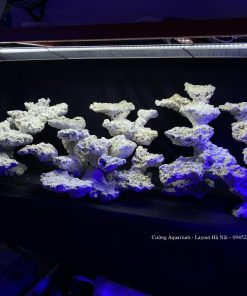 MÃ 98 - LAYOUT CÁ BIỂN TỰ NHIÊN BỂ 200CM - ROYALAQUA