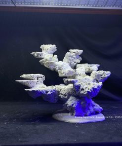 MÃ 99 - LAYOUT CÁ CẢNH BIỂN BỂ 45CM - ROYALAQUA