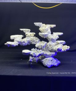 MÃ 100 - LAYOUT CÁ BIỂN BỂ 50CM - ROYALAQUA