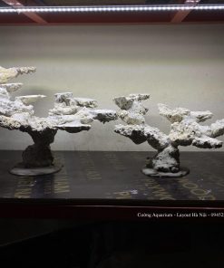 MÃ 101 - LAYOUT CÁ CẢNH BIỂN BỂ 120CM - ROYALAQUA