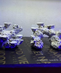 MÃ 103 - LAYOUT CÁ BIỂN BỂ 30CM - ROYALAQUA