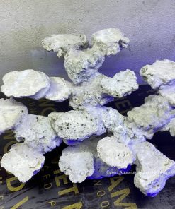 MÃ 104 - LAYOUT CÁ CẢNH BIỂN BỂ 50CM - ROYALAQUA