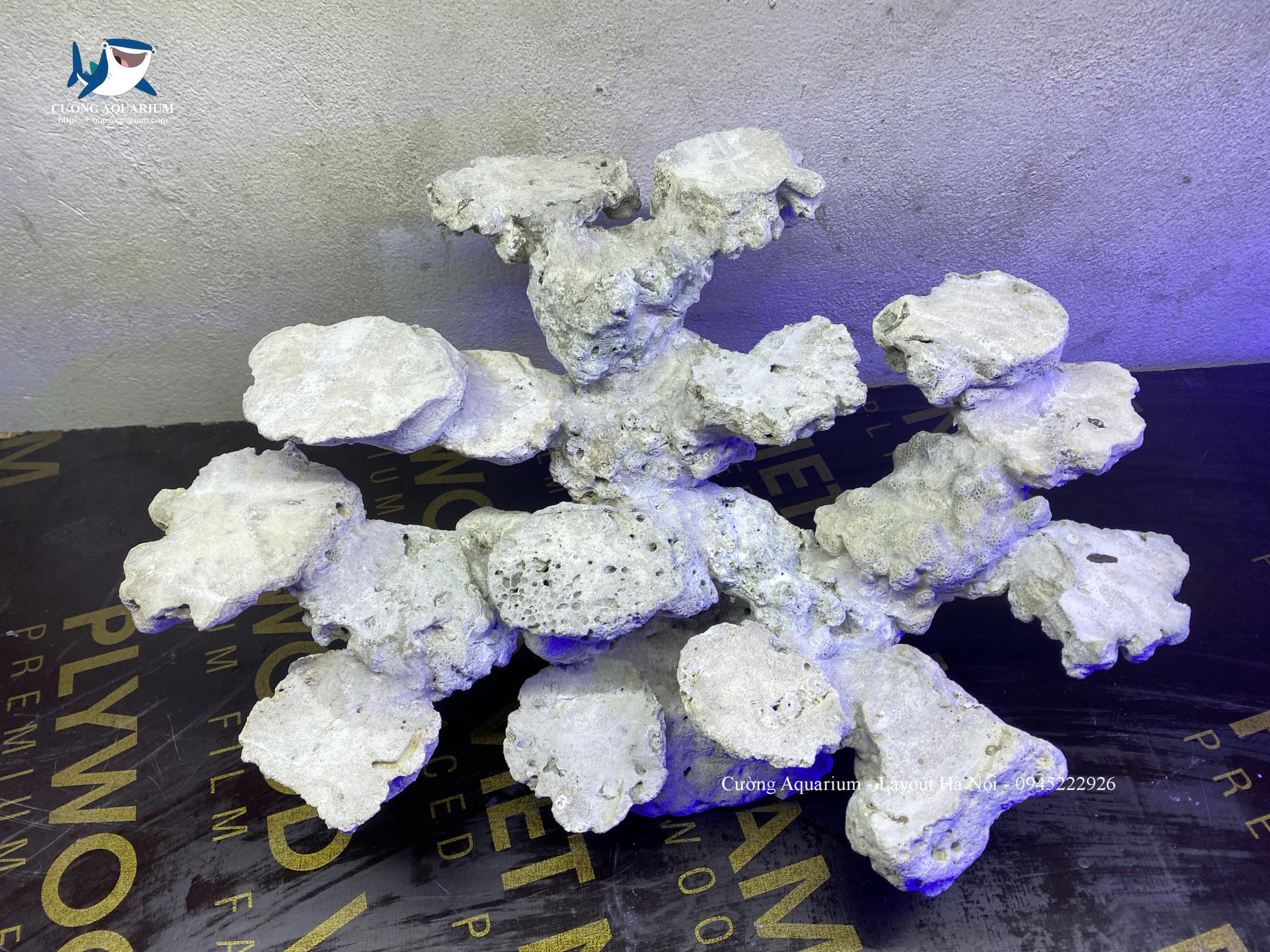 layout-ca-canh-bien-cuongaquarium (255)