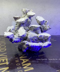 MÃ 105 - LAYOUT CÁ CẢNH BIỂN BỂ 40CM - ROYALAQUA