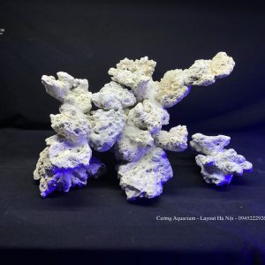 MÃ 106 - LAYOUT CÁ BIỂN BỂ 50CM - ROYALAQUA