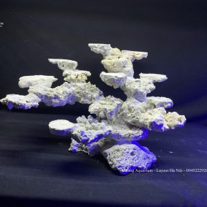 MÃ 109 - LAYOPUT CÁ BIỂN BỂ 60CM - ROYALAQUA
