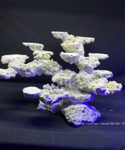 MÃ 109 - LAYOPUT CÁ BIỂN BỂ 60CM - ROYALAQUA