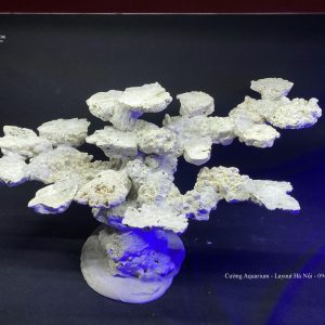 MÃ 110 - LAYOUT CÁ CẢNH BIỂN BỂ 70CM - ROYALAQUA
