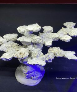 MÃ 110 - LAYOUT CÁ CẢNH BIỂN BỂ 70CM - ROYALAQUA