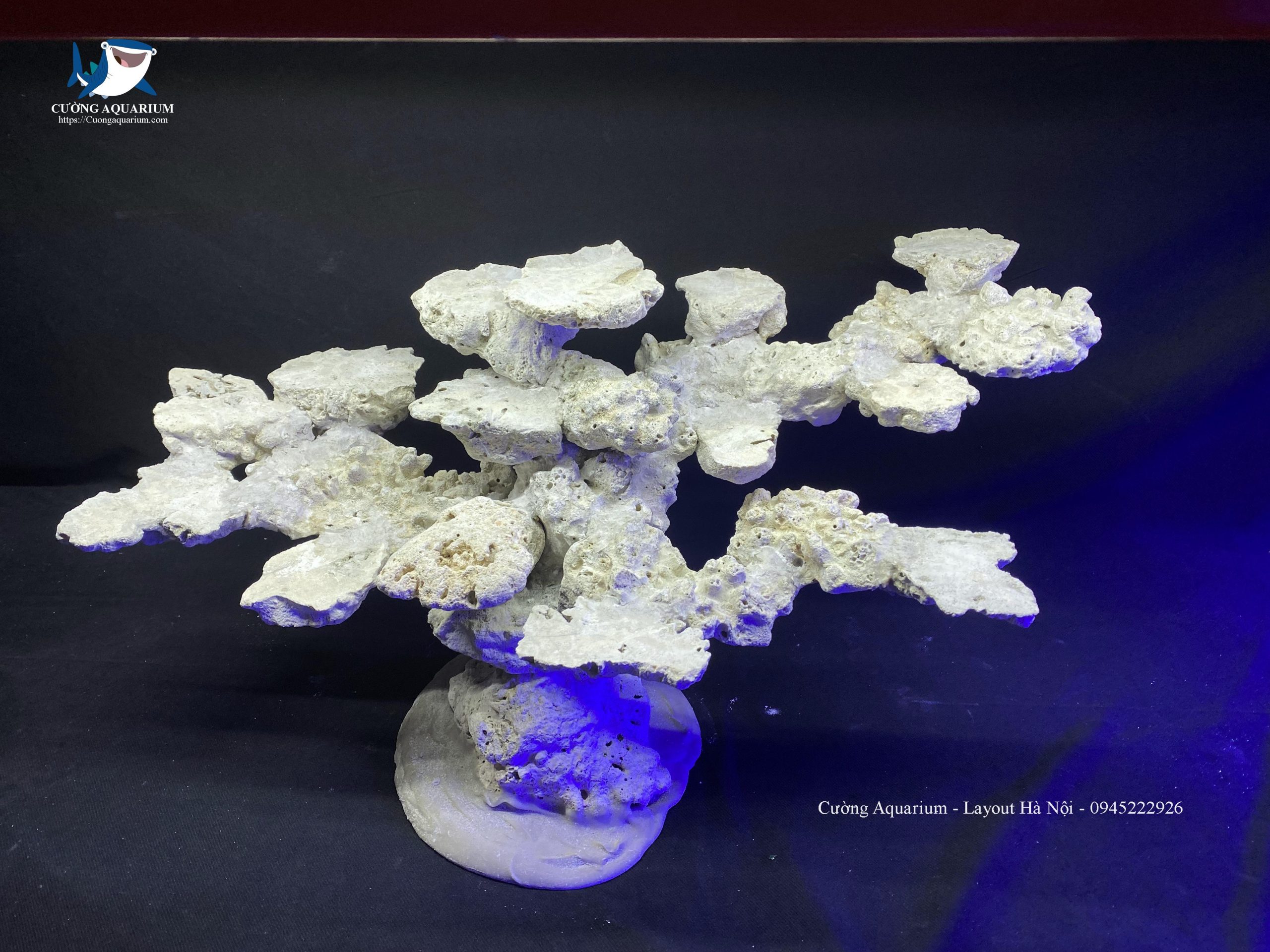 layout-ca-canh-bien-cuongaquarium (271)