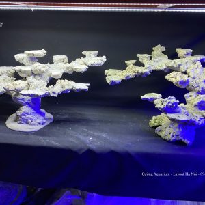 MÃ 111 - LAYOUT CÁ CẢNH BIỂN BỂ 120CM - ROYALAQUA