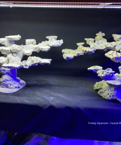MÃ 111 - LAYOUT CÁ CẢNH BIỂN BỂ 120CM - ROYALAQUA