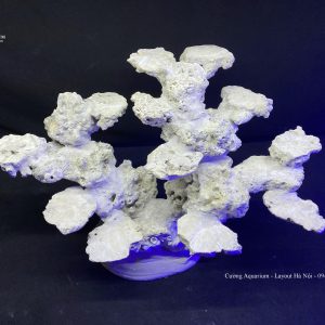 MÃ 113 - LAYOUT CÁ BIỂN BỂ 50CM - ROYALAQUA