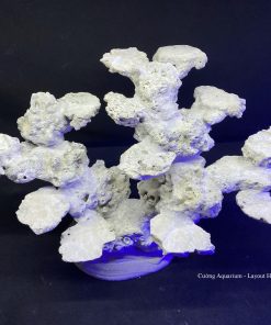 MÃ 113 - LAYOUT CÁ BIỂN BỂ 50CM - ROYALAQUA