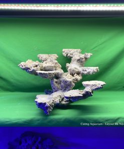 MÃ 64 - LAYOUT CÁ BIỂN BỂ 40CM - ROYALAQUA