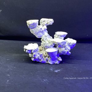 MÃ 115 - LAYOUT CÁ CẢNH BIỂN BỂ 30CM - ROYALAQUA
