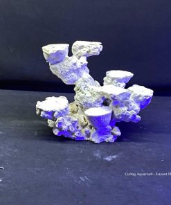 MÃ 115 - LAYOUT CÁ CẢNH BIỂN BỂ 30CM - ROYALAQUA