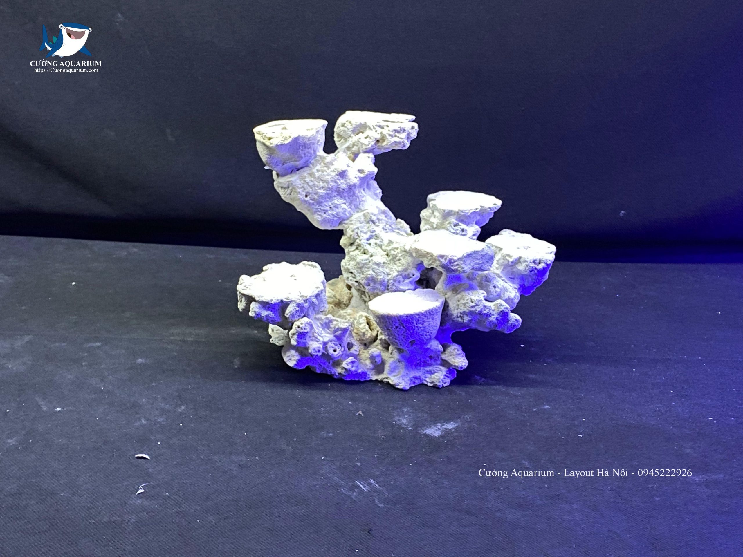 layout-ca-canh-bien-cuongaquarium (284)