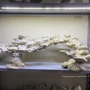 MÃ 117 - LAYOUT CÁ BIỂN BỂ 150CM - ROYALAQUA
