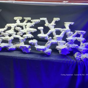 MÃ 118 - LAYOUT CÁ CẢNH BIỂN BỂ 120CM - ROYALAQUA