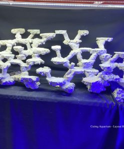 MÃ 118 - LAYOUT CÁ CẢNH BIỂN BỂ 120CM - ROYALAQUA