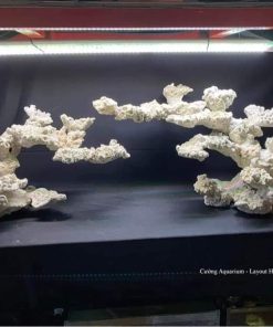 MÃ 121 - LAYOUT CÁ BIỂN BỂ 170CM - ROYALAQUA